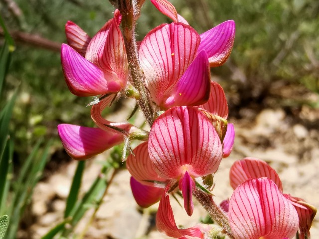 Onobrychis oxyodonta