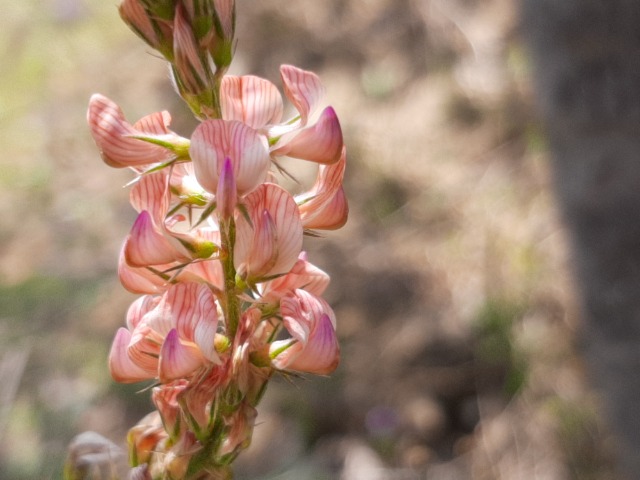 Onobrychis oxyodonta