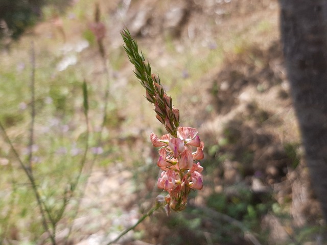 Onobrychis oxyodonta