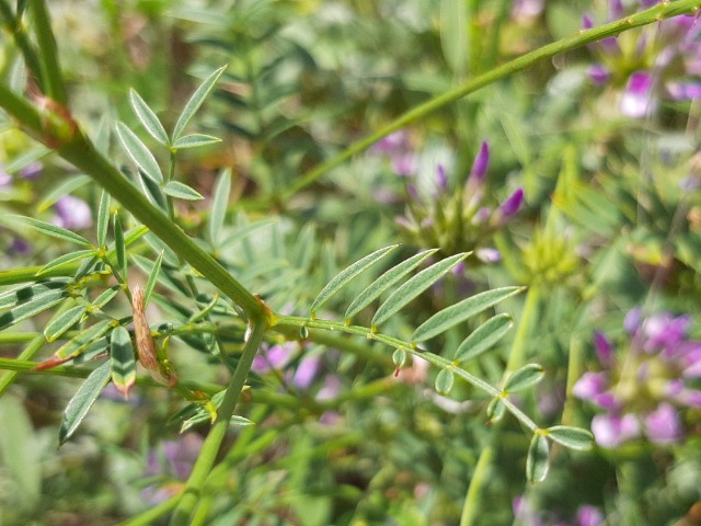 Onobrychis oxyodonta
