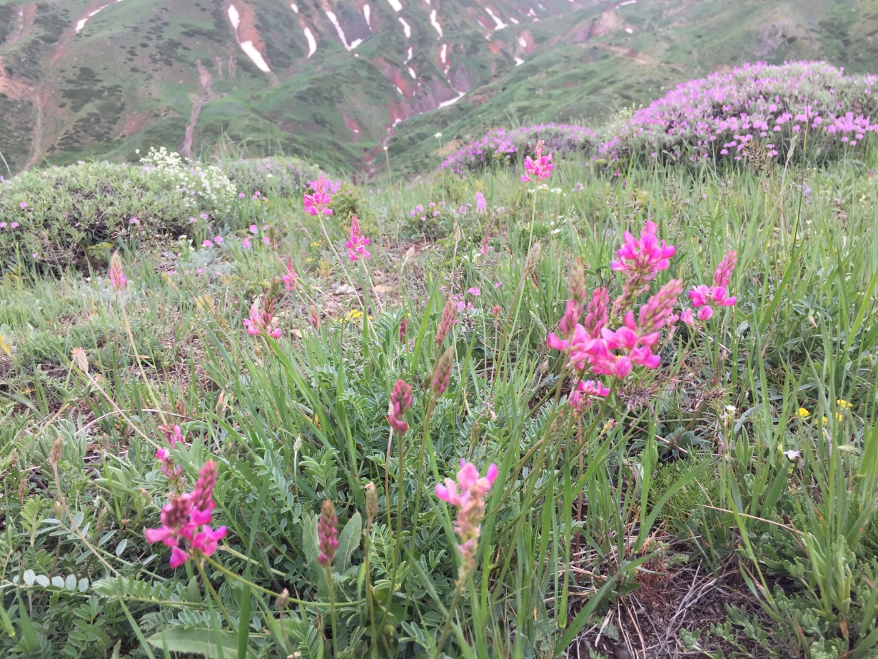 Onobrychis oxyodonta