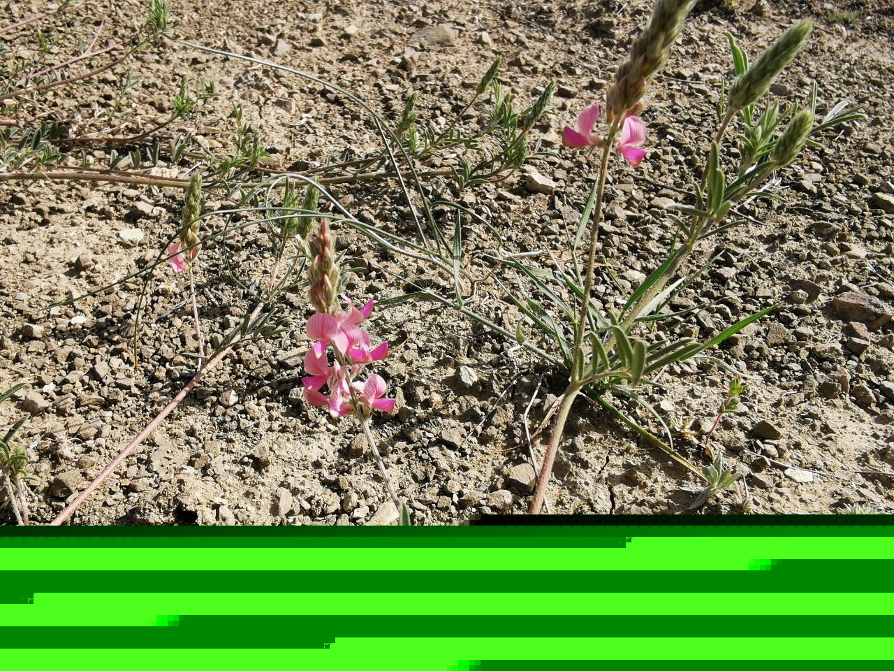 Onobrychis oxyodonta