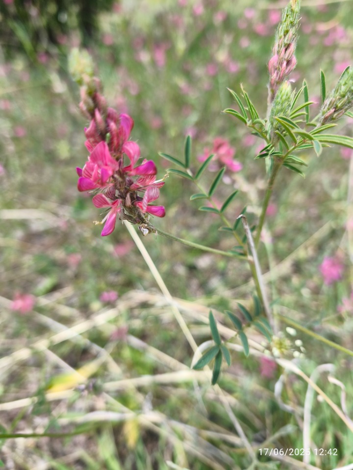 Onobrychis oxyodonta