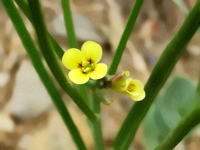 Conringia clavata