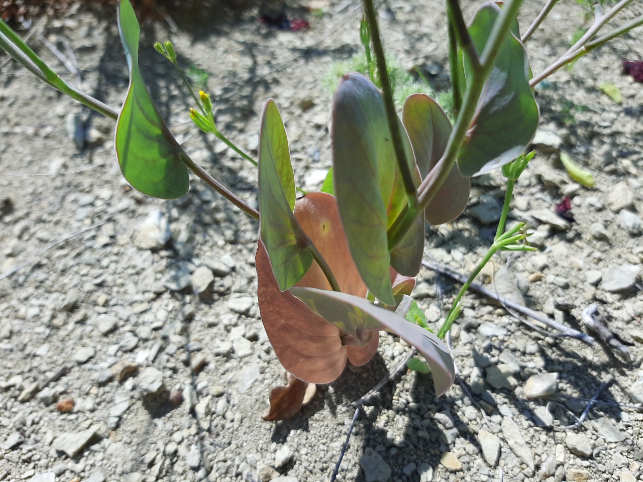 Conringia clavata