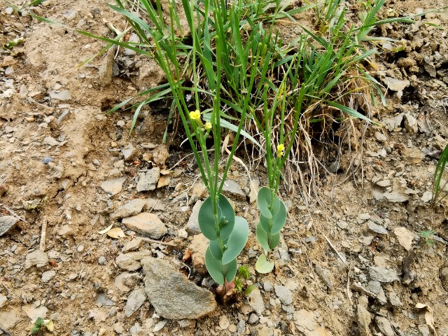 Conringia clavata