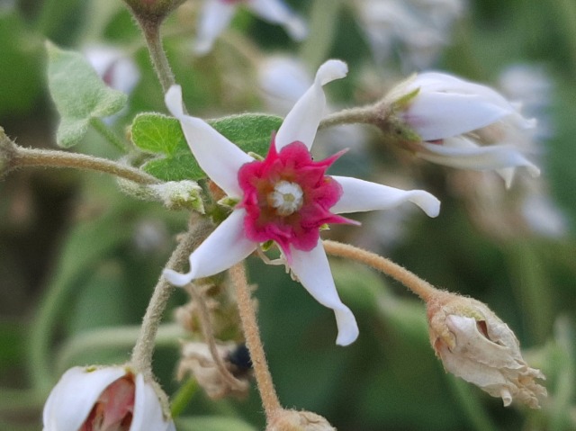 Cynanchum acutum