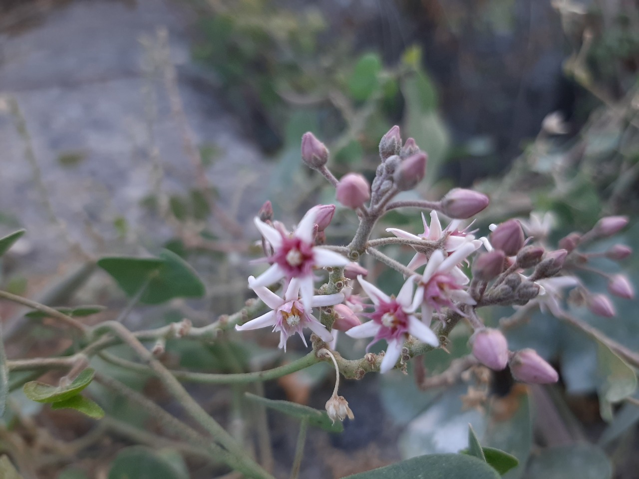 Cynanchum acutum