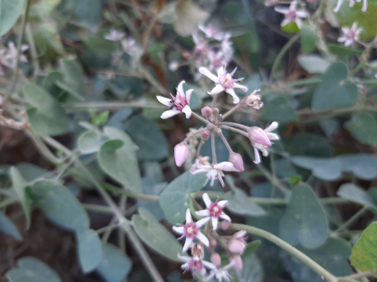 Cynanchum acutum