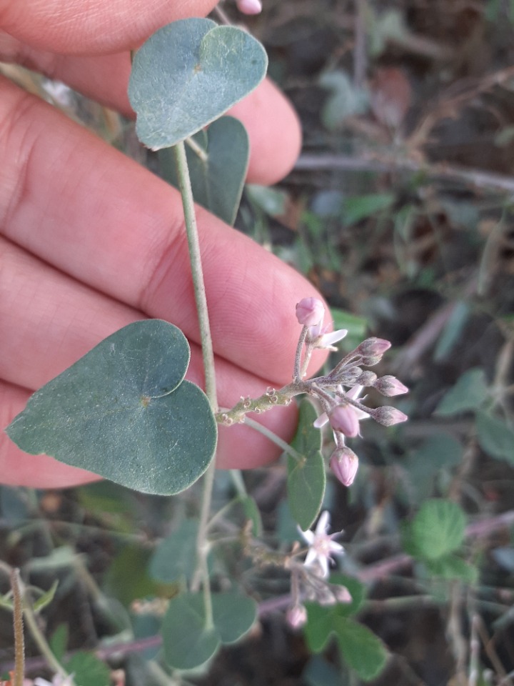 Cynanchum acutum