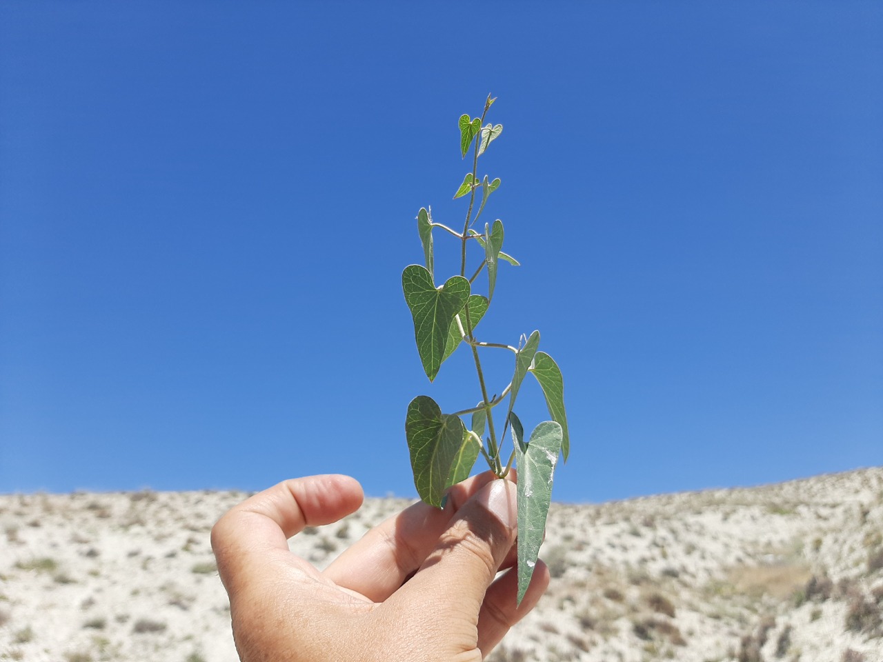Cynanchum acutum