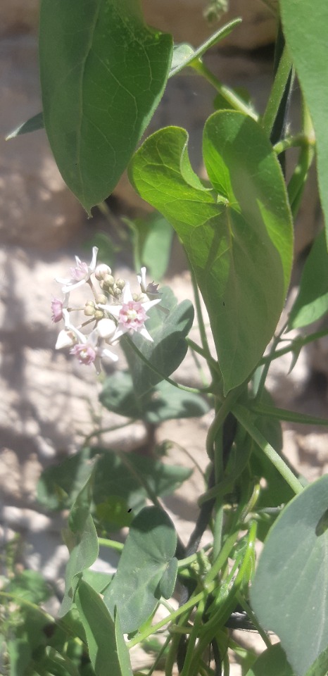 Cynanchum acutum