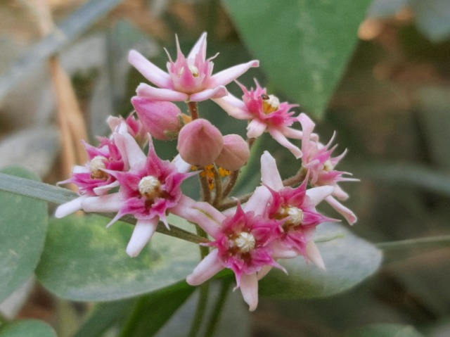 Cynanchum acutum