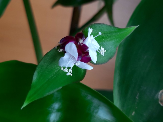 Tradescantia fluminensis