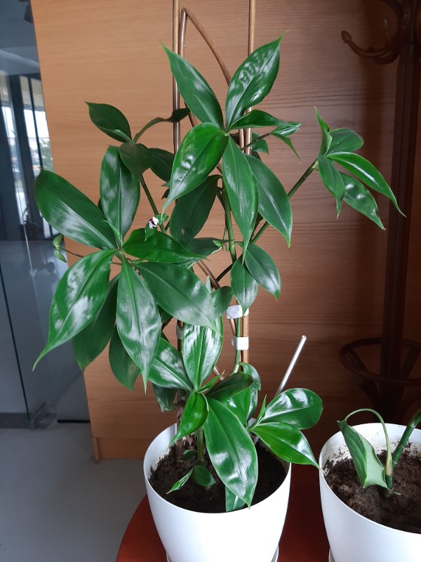 Tradescantia fluminensis