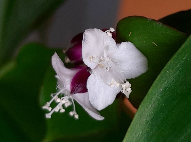 Tradescantia fluminensis