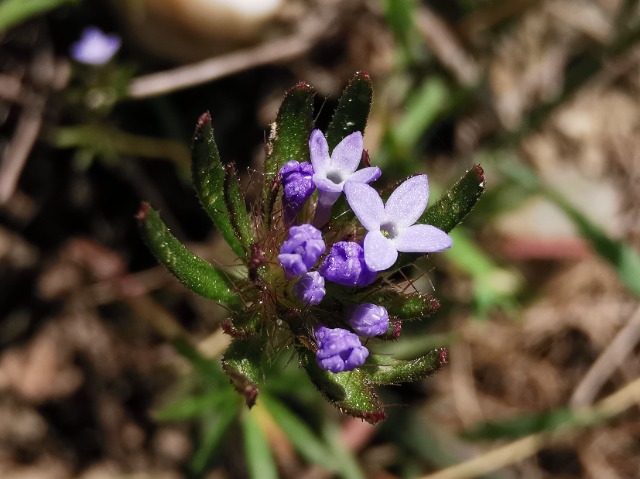 Asperula arvensis