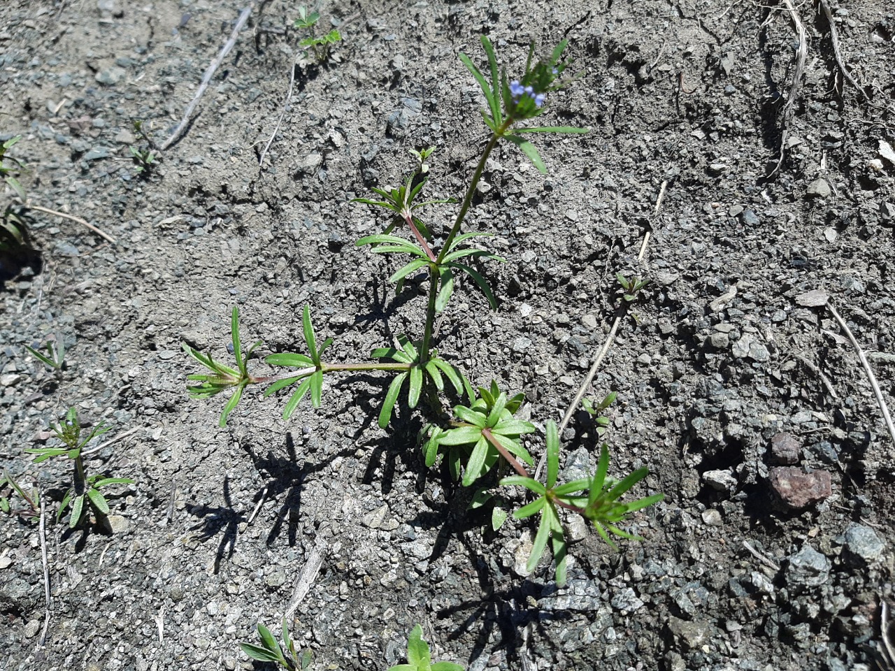 Asperula arvensis