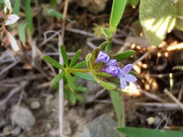 Asperula arvensis