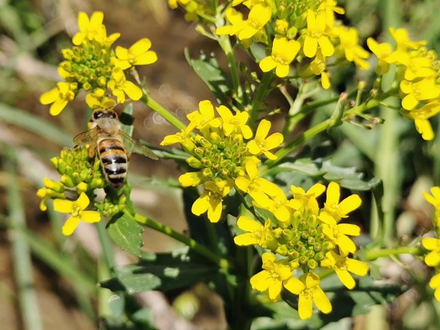 Barbarea plantaginea