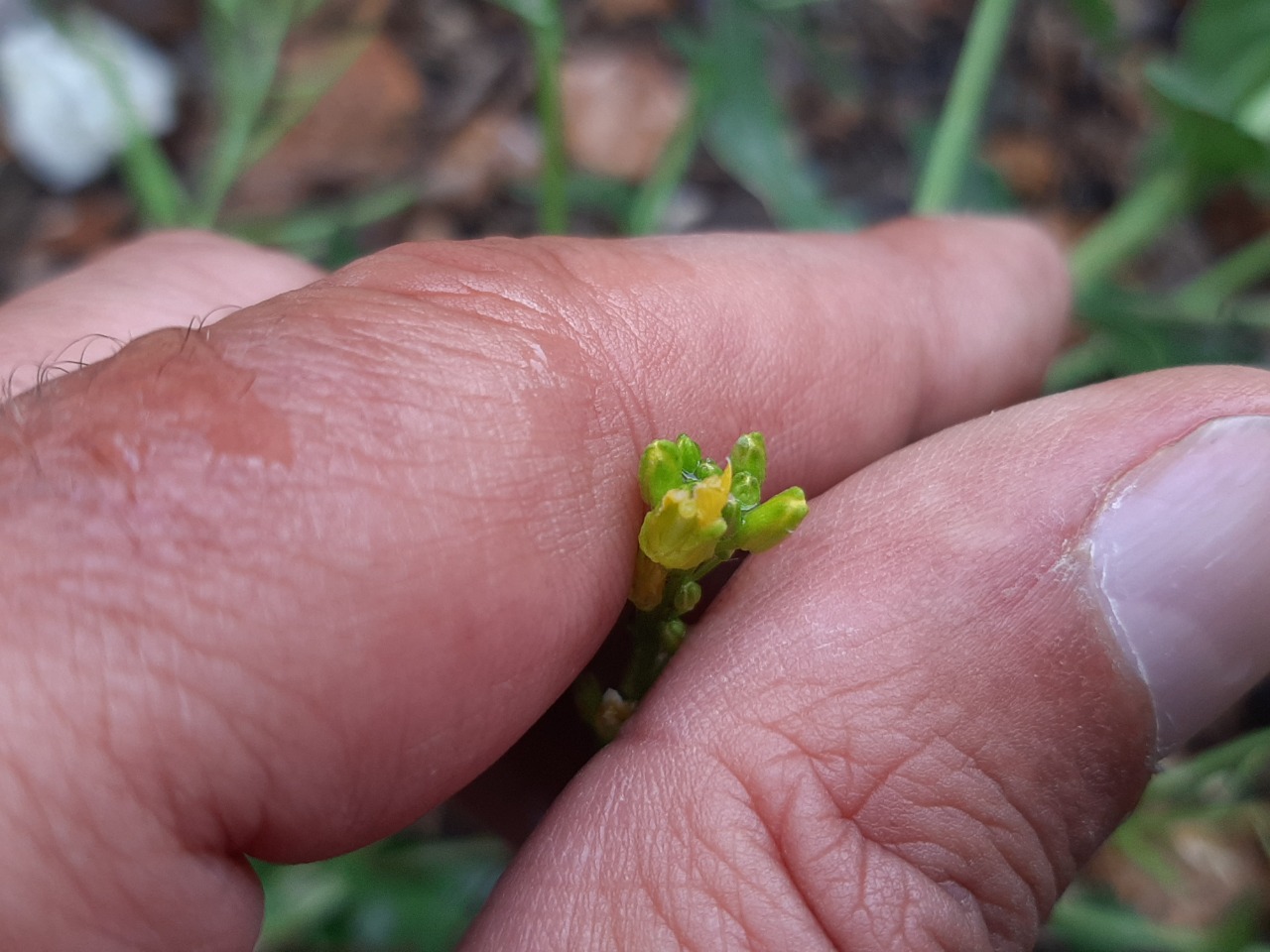 Barbarea plantaginea