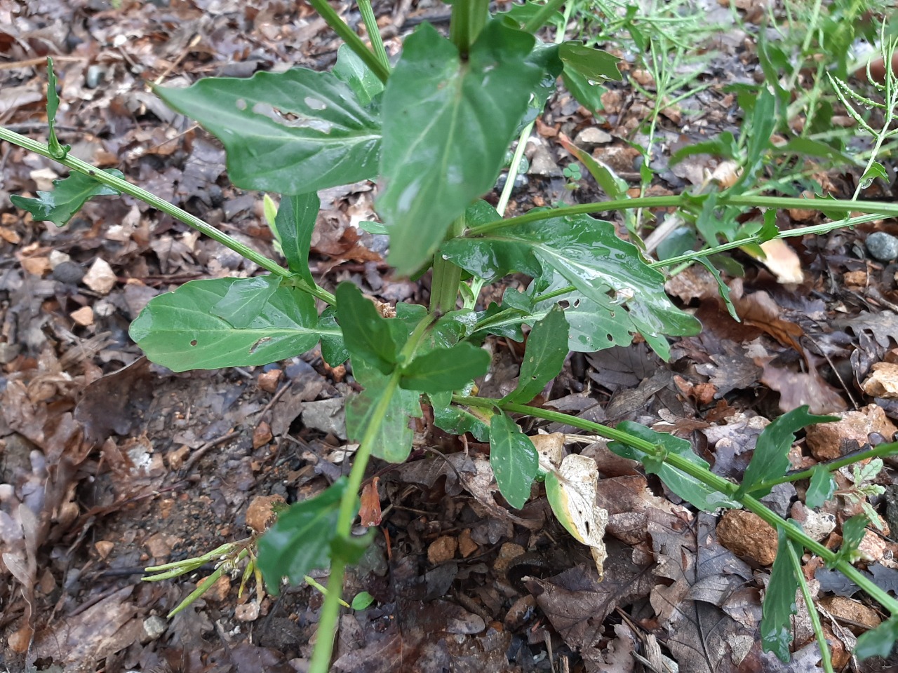 Barbarea plantaginea