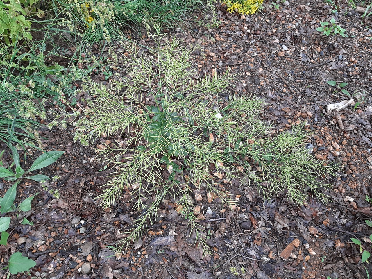 Barbarea plantaginea