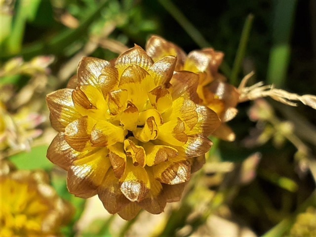 Trifolium campestre