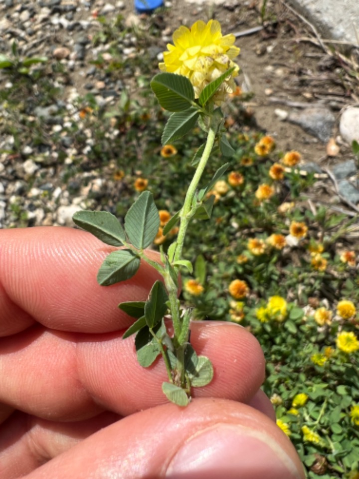 Trifolium campestre