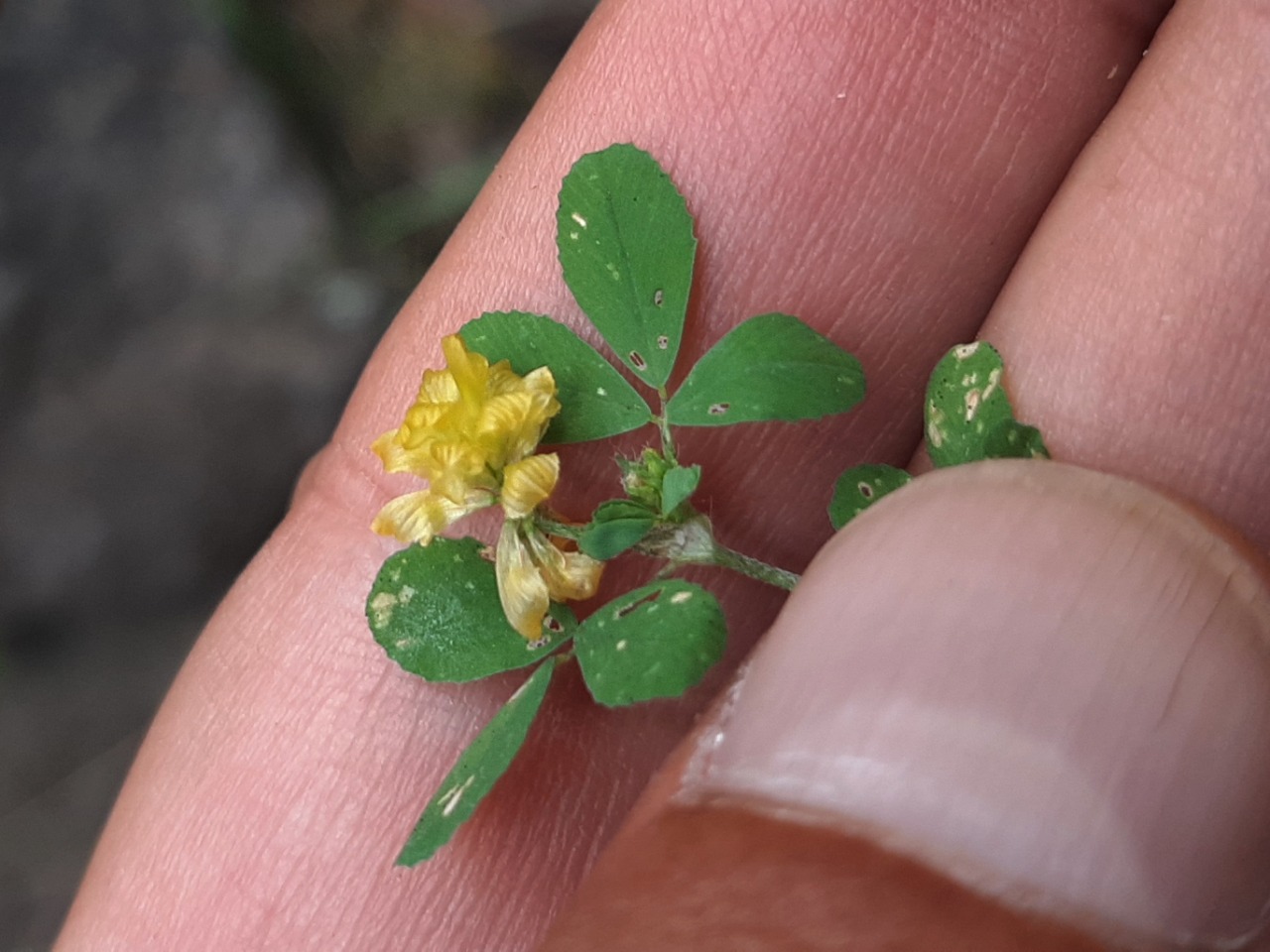 Trifolium campestre