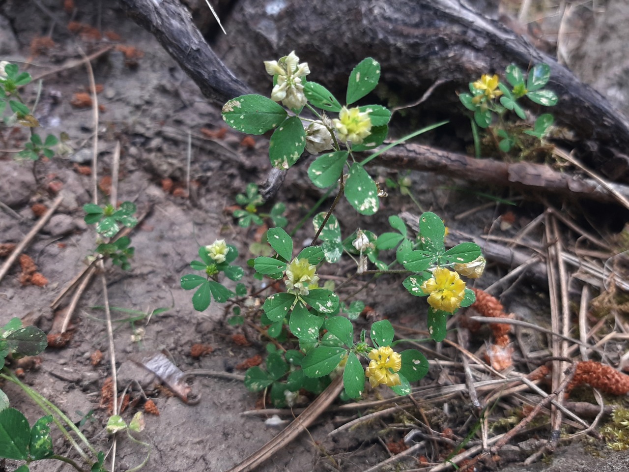 Trifolium campestre