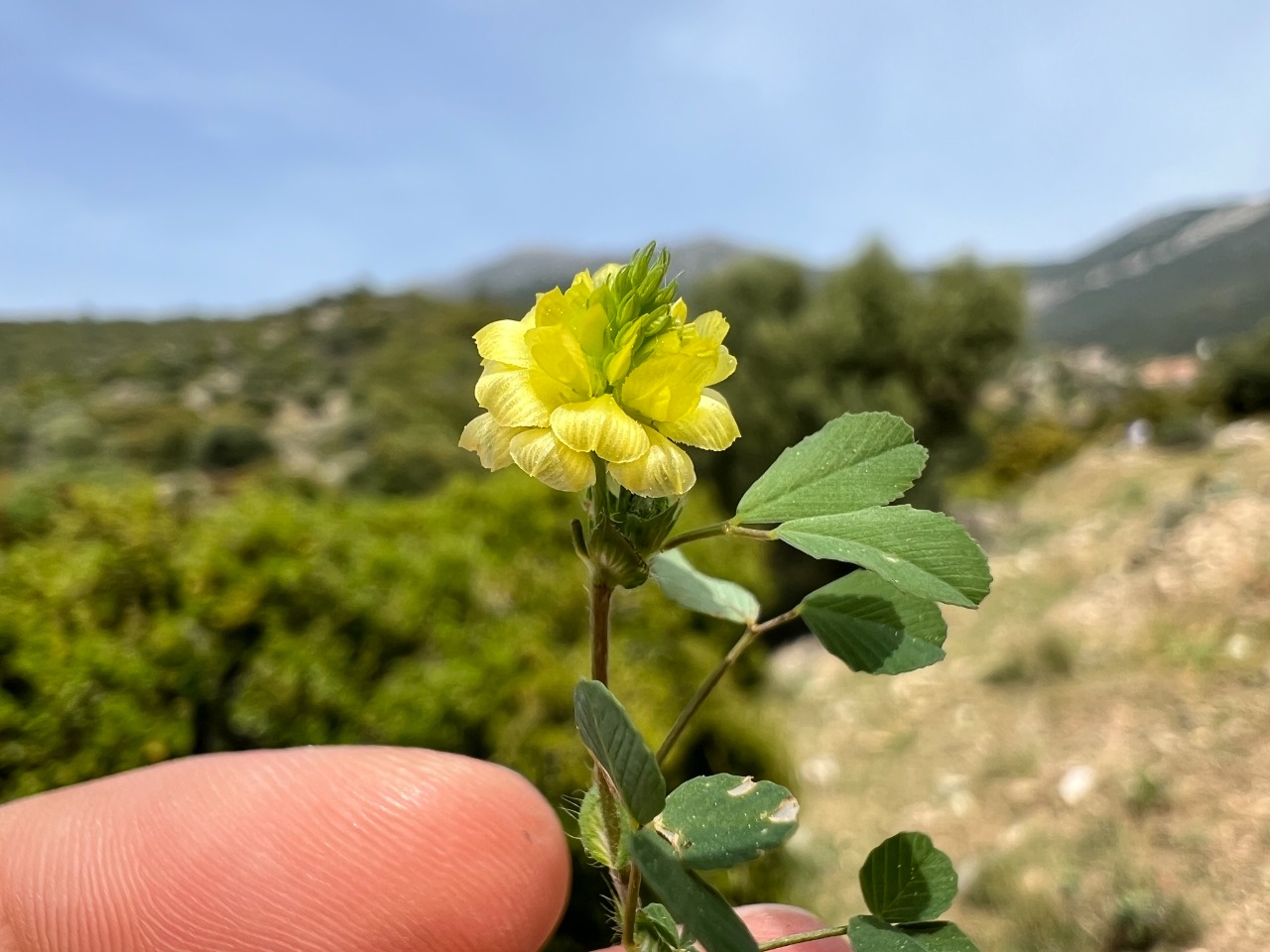 Trifolium campestre