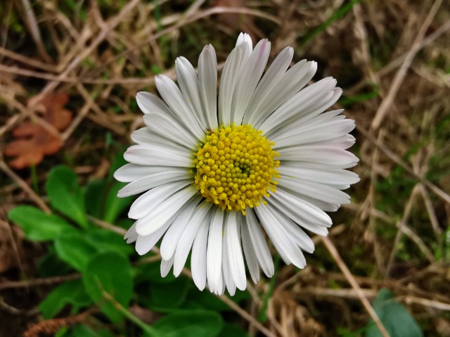 Bellis sylvestris