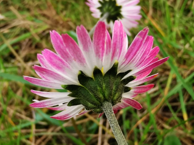 Bellis sylvestris