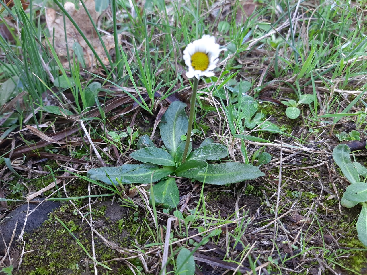 Bellis sylvestris