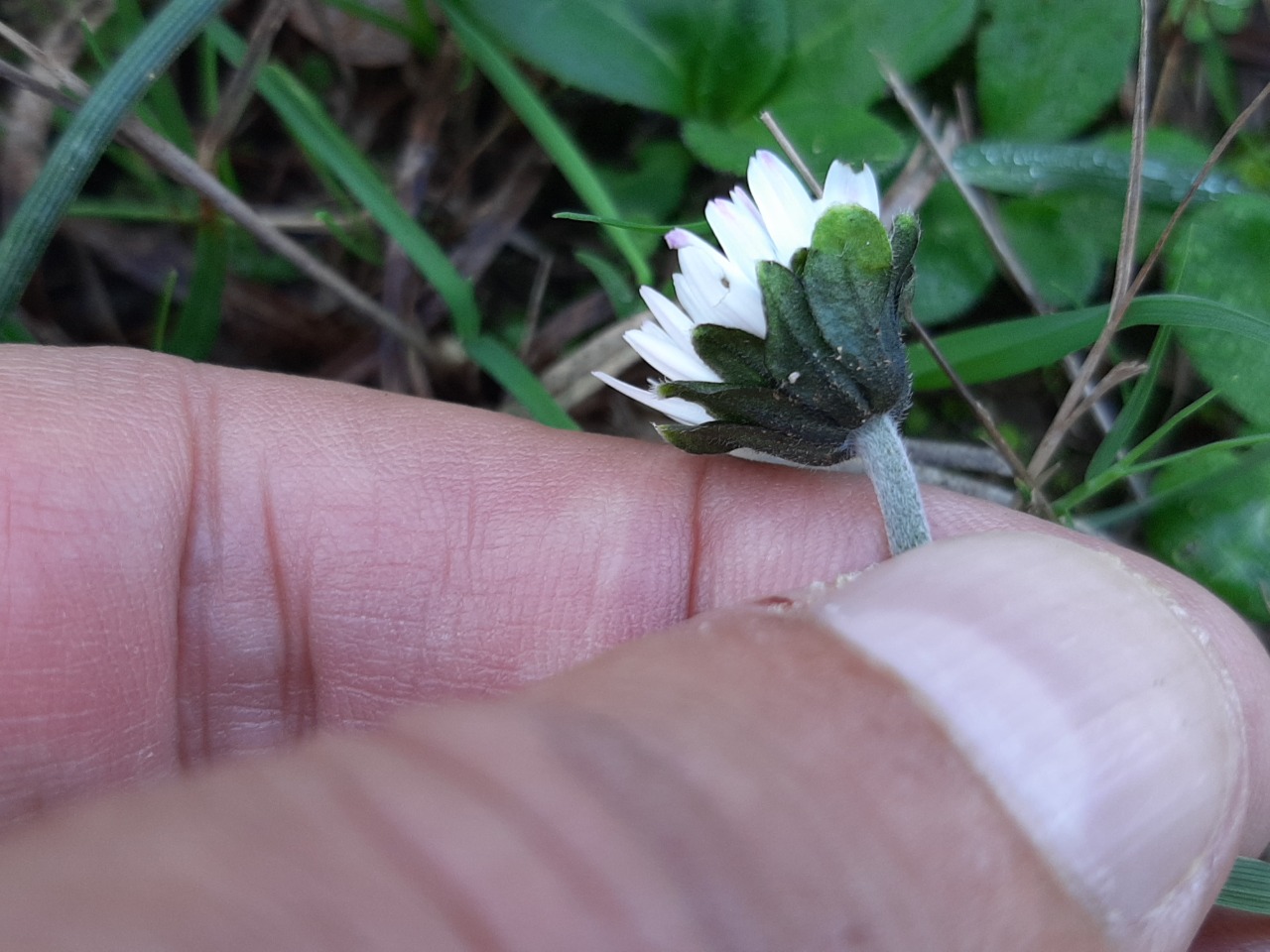 Bellis sylvestris