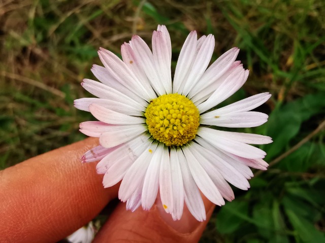 Bellis sylvestris