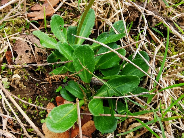 Bellis sylvestris