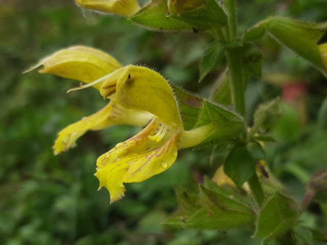 Salvia glutinosa