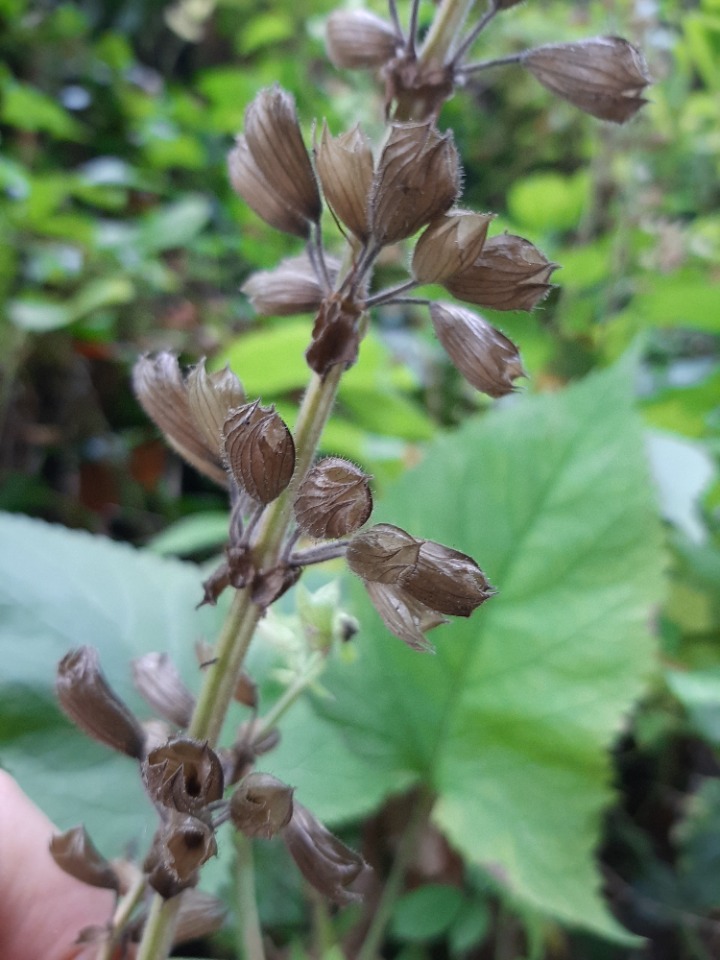 Salvia glutinosa