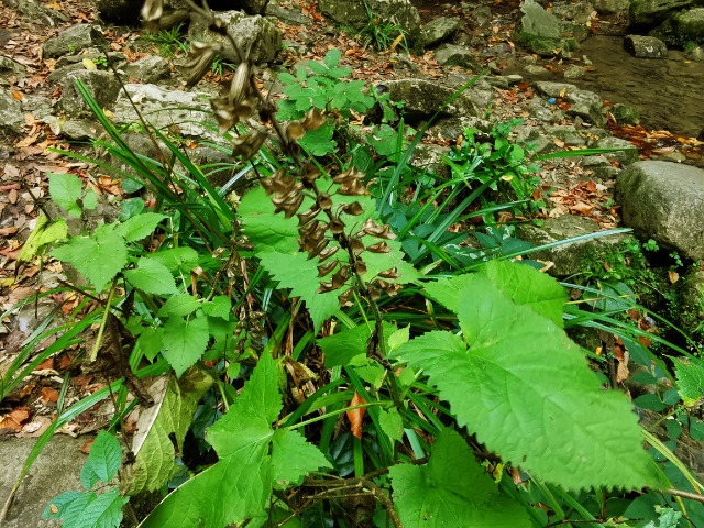 Salvia glutinosa