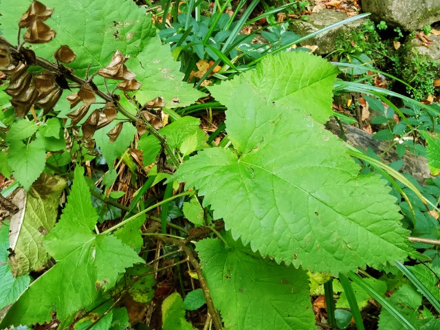 Salvia glutinosa