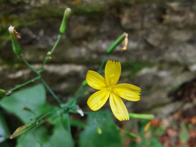 Lactuca muralis