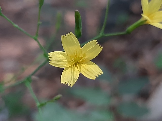 Lactuca muralis