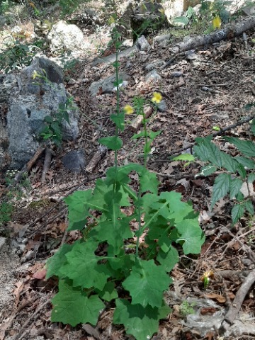 Lactuca muralis