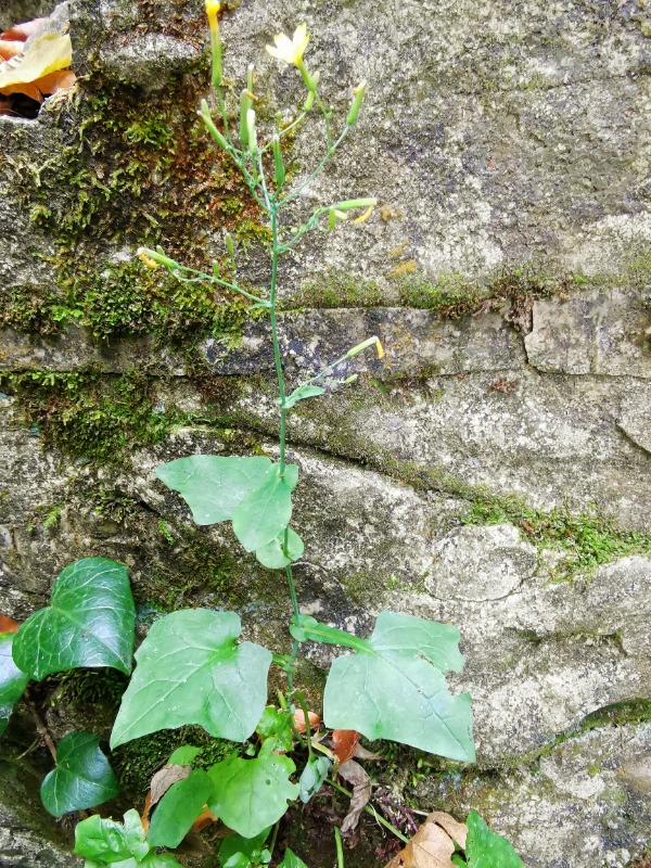 Lactuca muralis