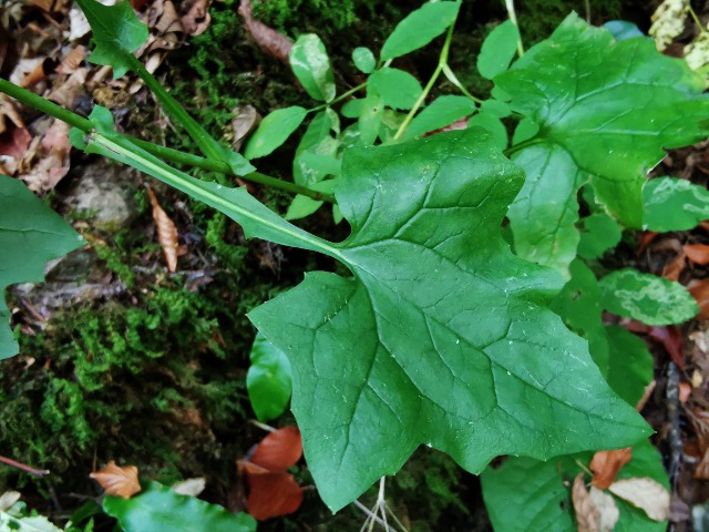 Lactuca muralis