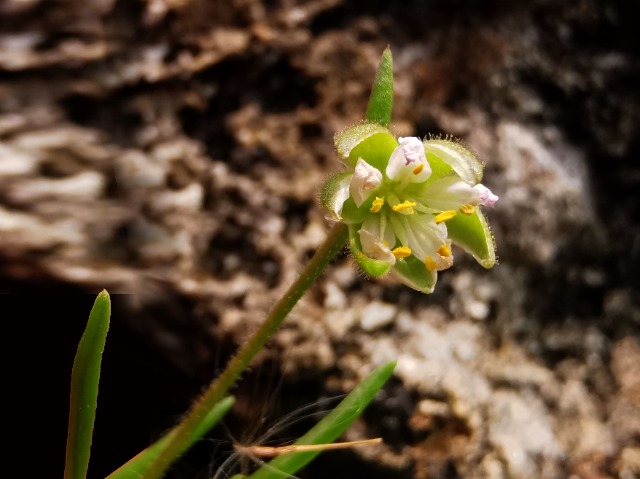 Spergularia media