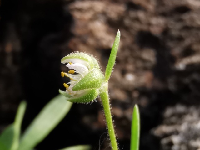 Spergularia media