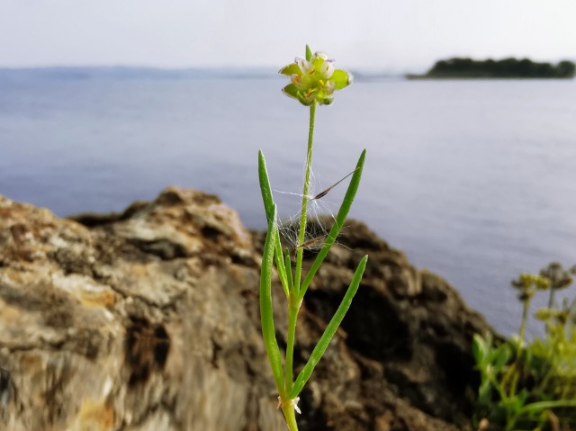 Spergularia media